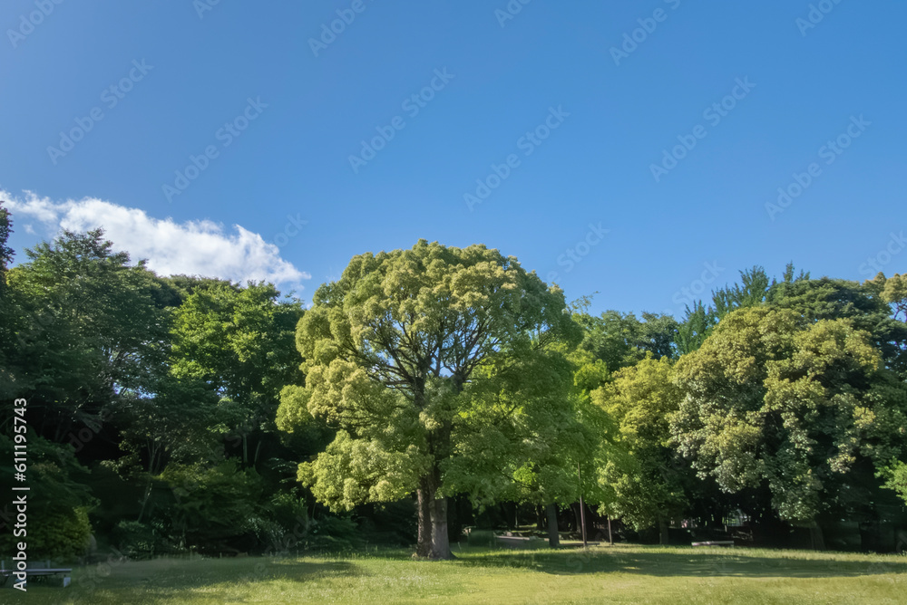 公園の緑と晴れ渡る青空　丸い1本の木　滋賀県皇子が丘公園