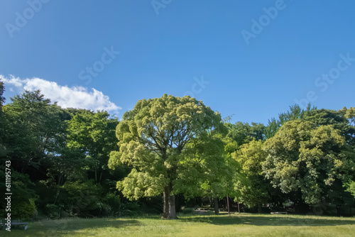 公園の緑と晴れ渡る青空 丸い1本の木 滋賀県皇子が丘公園