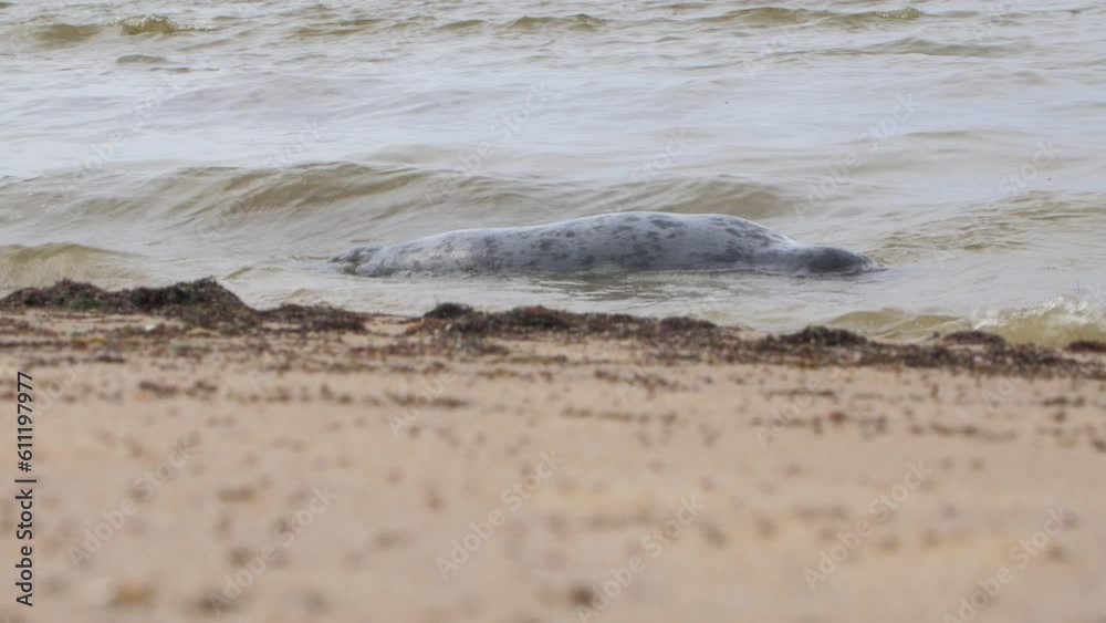 A dead grey seal (Halichoerus grypus) washed out on the beach of the Baltic sea near Liepaja city (Latvia), sunny spring day, white sand beach, small waves, low medium shot A dead grey seal (Halichoerus grypus) washed out on the beach of the Baltic sea near Liepaja city (Latvia), sunny spring day, white sand beach, small waves, low medium shot