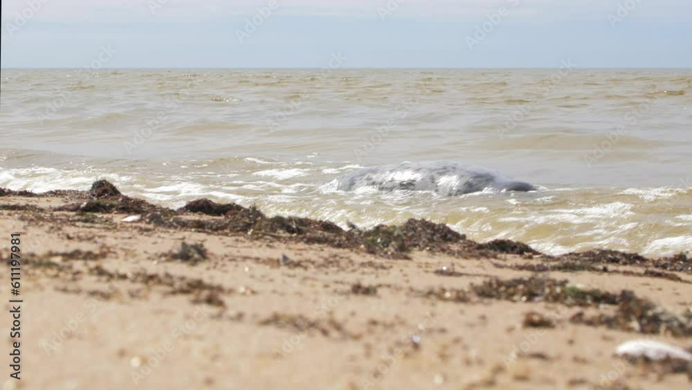 A dead grey seal (Halichoerus grypus) washed out on the beach of the Baltic sea near Liepaja city (Latvia), sunny spring day, white sand beach, small waves, low medium shot A dead grey seal (Halichoerus grypus) washed out on the beach of the Baltic sea near Liepaja city (Latvia), sunny spring day, white sand beach, small waves, low medium shot
