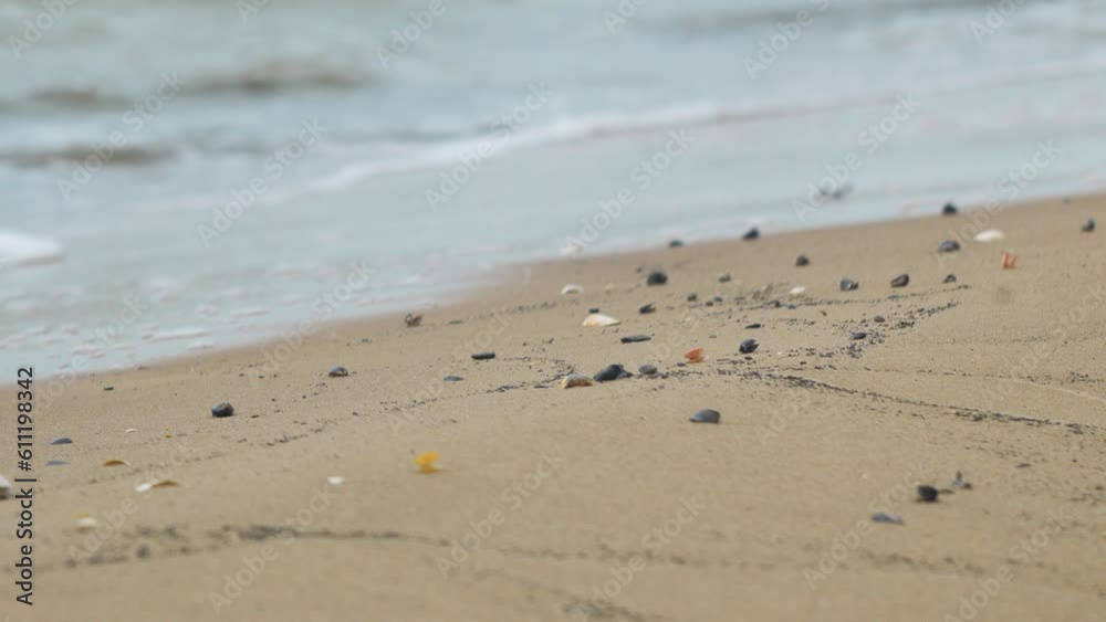 Seashells on the white sand beach in summer, calm waves, Baltic sea coastline, summer vacation, relaxation, ocean, travel concept, low medium shot Seashells on the white sand beach in summer, calm waves, Baltic sea coastline, summer vacation, relaxation, ocean, travel concept, low medium shot