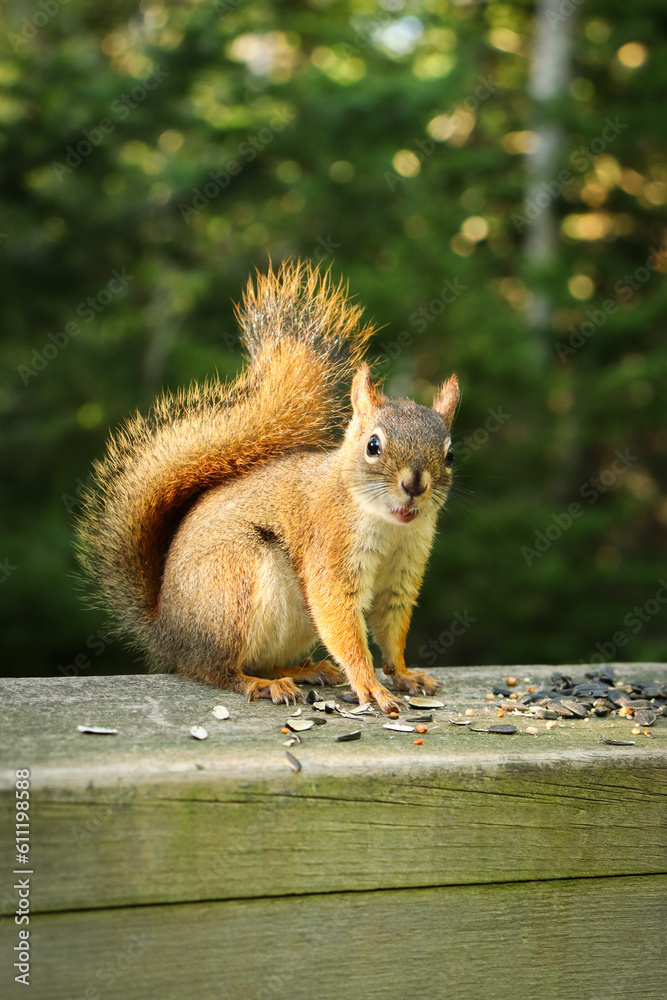 Canadian Squirrel 