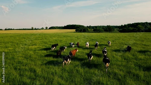 Aerial shot of cows running on pasture, meadows, landscape. milton, halton