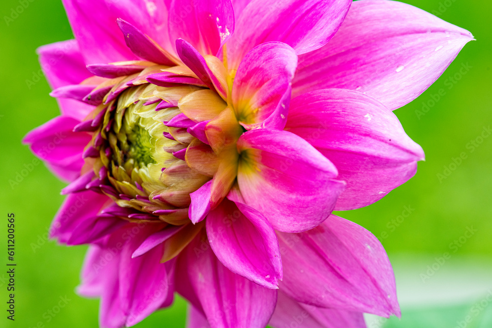 close up of pink flower close up of pink flower