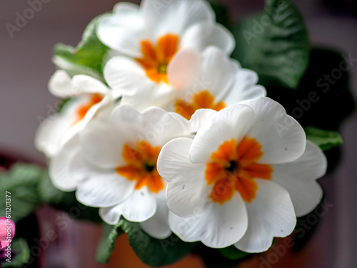 bright delicate flowers of white primrose in a pot on the windowsill
