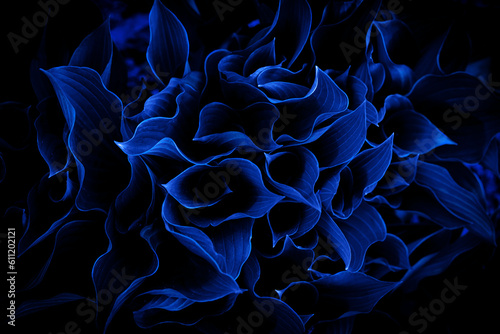Fototapeta Naklejka Na Ścianę i Meble -  tropical leaves, abstract nature background, dark blue toned