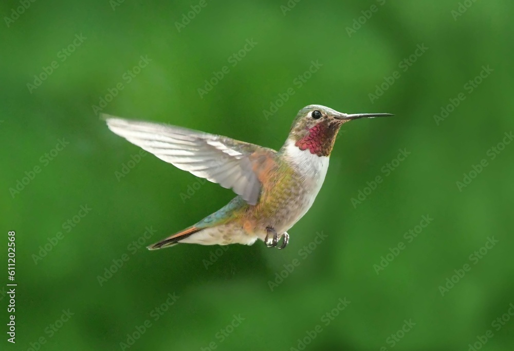 Fototapeta premium close up of a colorful male broad tailed hummingbird in flight in summer in broomfield, colorado