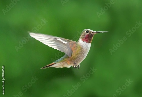 close up of a colorful male broad tailed hummingbird in flight in summer in broomfield, colorado