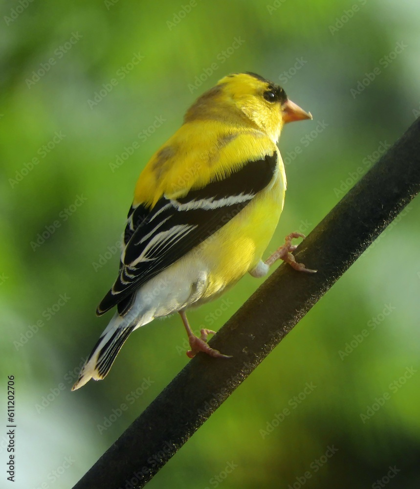 a pretty yellow male american goldfinch in his breeding plumage in spring perched on a rod in broomfield, colorado a pretty yellow male american goldfinch in his breeding plumage in spring perched on a rod in broomfield, colorado