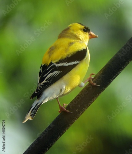 a pretty yellow male american goldfinch in his breeding plumage in spring perched on a rod in broomfield, colorado