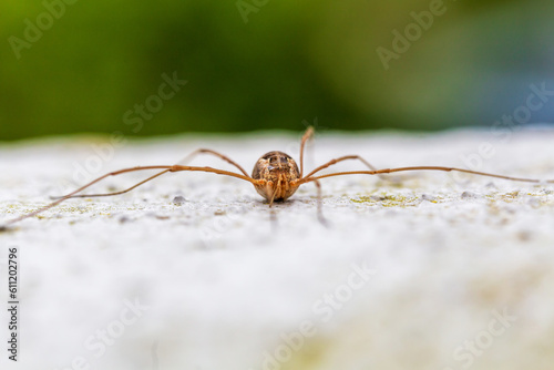 Daddy long legs spiders on the floor