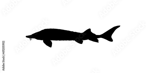 Beluga Sturgeon or Huso Fish Silhouette, Fish Which Produce Premium and Expensive Caviar, For Logo Type, Art Illustration, Pictogram, Apps, Website or Graphic Design Element. Vector Illustration
