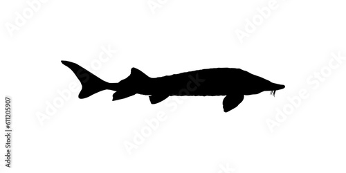 Beluga Sturgeon or Huso Fish Silhouette, Fish Which Produce Premium and Expensive Caviar, For Logo Type, Art Illustration, Pictogram, Apps, Website or Graphic Design Element. Vector Illustration