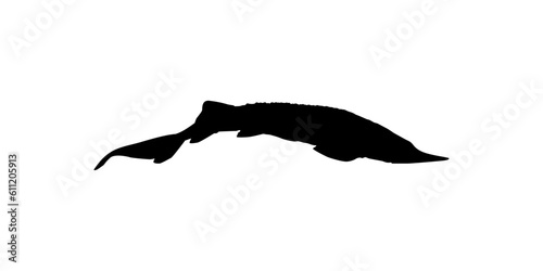 Beluga Sturgeon or Huso Fish Silhouette, Fish Which Produce Premium and Expensive Caviar, For Logo Type, Art Illustration, Pictogram, Apps, Website or Graphic Design Element. Vector Illustration