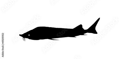 Beluga Sturgeon or Huso Fish Silhouette, Fish Which Produce Premium and Expensive Caviar, For Logo Type, Art Illustration, Pictogram, Apps, Website or Graphic Design Element. Vector Illustration