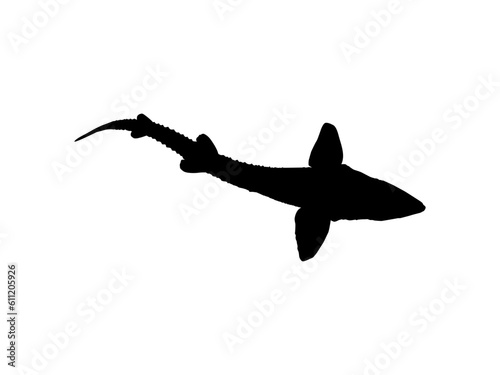 Beluga Sturgeon or Huso Fish Silhouette, Fish Which Produce Premium and Expensive Caviar, For Logo Type, Art Illustration, Pictogram, Apps, Website or Graphic Design Element. Vector Illustration