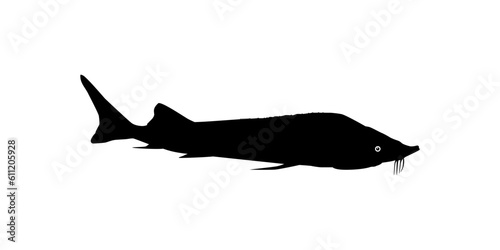 Beluga Sturgeon or Huso Fish Silhouette, Fish Which Produce Premium and Expensive Caviar, For Logo Type, Art Illustration, Pictogram, Apps, Website or Graphic Design Element. Vector Illustration