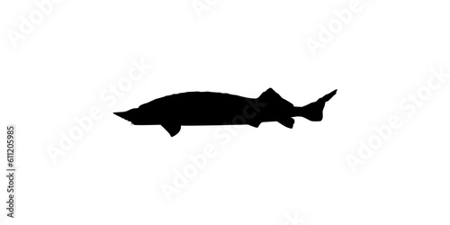 Beluga Sturgeon or Huso Fish Silhouette, Fish Which Produce Premium and Expensive Caviar, For Logo Type, Art Illustration, Pictogram, Apps, Website or Graphic Design Element. Vector Illustration