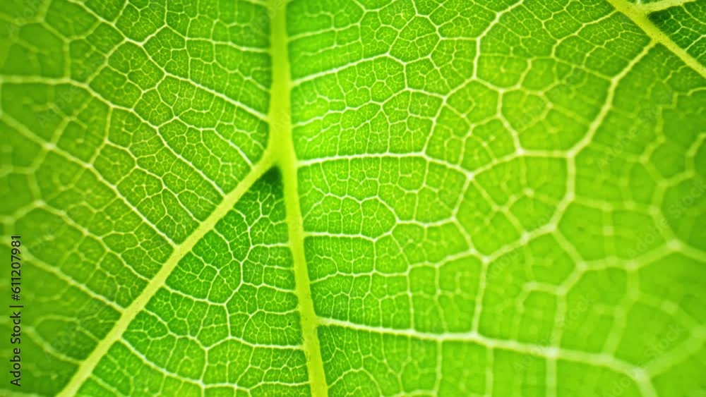 Mulberry leaf, revealing its vibrant green color and distinct shape. As the lens moves closer, the tiny veins become more visible, forming an intricate network across the leaf's surface. 4K
Mulberry leaf, revealing its vibrant green color and distinct shape. As the lens moves closer, the tiny veins become more visible, forming an intricate network across the leaf's surface. 4K