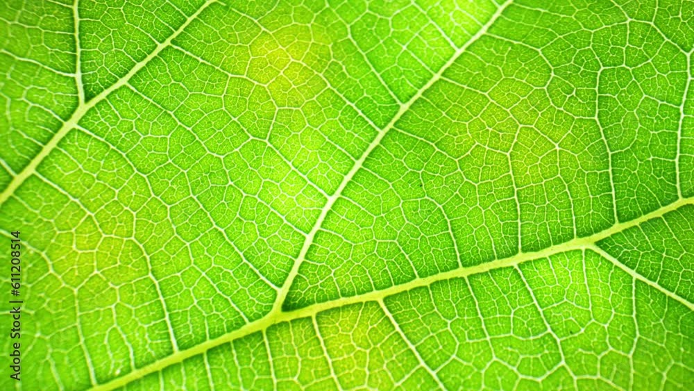 The camera focuses on the leaf's surface texture. Delicate hairs, known as trichomes, cover the leaf, giving it a slightly fuzzy appearance. These trichomes shimmer in the light, creating a soft glow. The camera focuses on the leaf's surface texture. Delicate hairs, known as trichomes, cover the leaf, giving it a slightly fuzzy appearance. These trichomes shimmer in the light, creating a soft glow.
