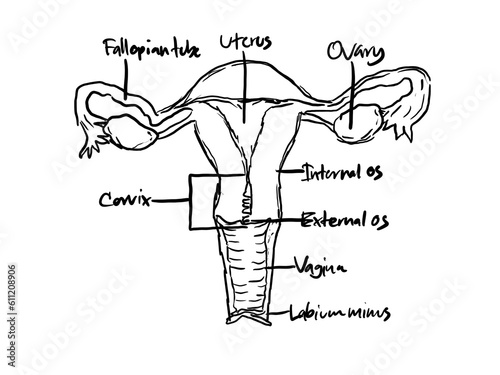 Female reproductive system drawing illustration on white isolated background. photo
