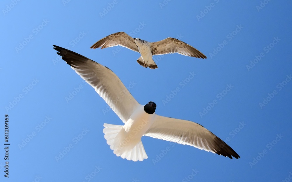 close up of a laughing gull and a juvenile herring gull in flight against a blue sky in spring  at rehoboth beach in delaware