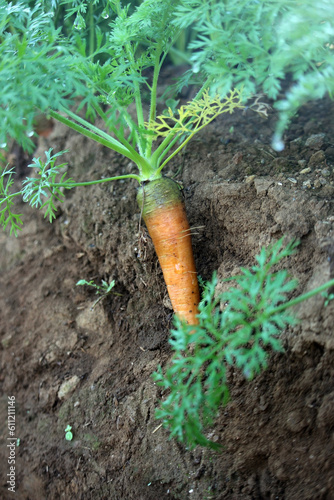 Fresh carrot in the plantation about to be harvested