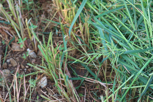 Close-up of cut green Oat plants for animal forage in the field on summer