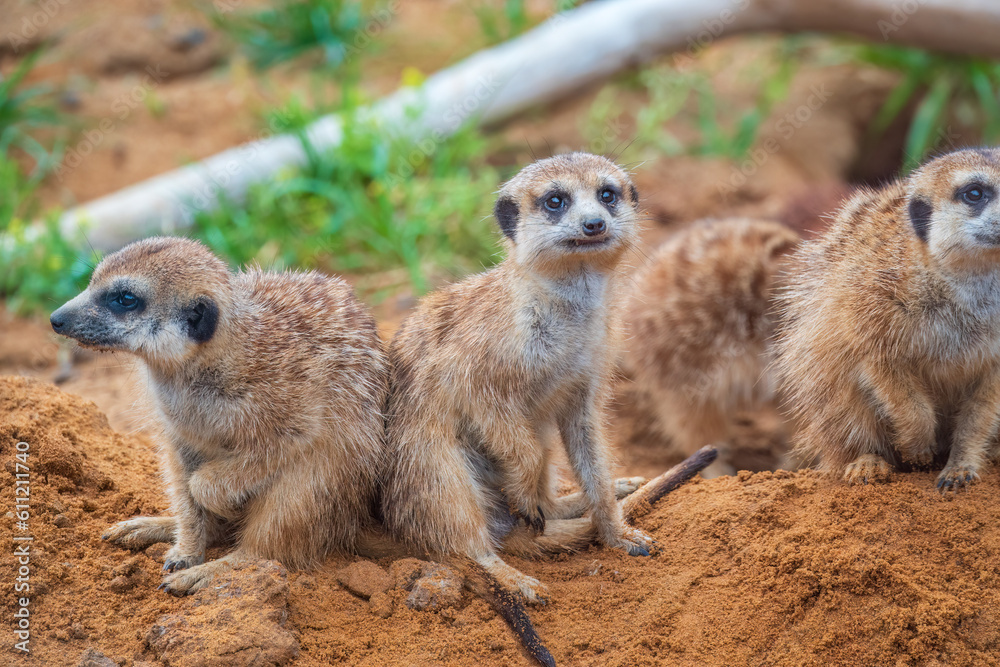 Fototapeta premium A group of cute meerkats. Meerkat Family are sunbathing.