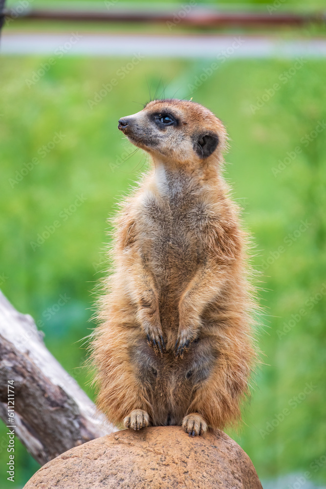 Meerkat, Suricata suricatta, on hind legs. Portrait of meerkat standing on hind legs with alert expression. Portrait of a funny meerkat sitting on its hind legs. Meerkat, Suricata suricatta, on hind legs. Portrait of meerkat standing on hind legs with alert expression. Portrait of a funny meerkat sitting on its hind legs.