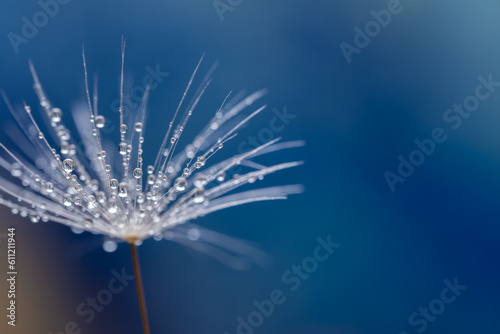 Dandelion with small drops of water close-up on a blue background.