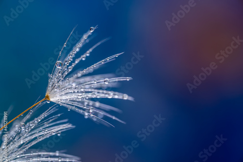 Dandelion seeds with small drops of water close-up on a colored background. © Сергей Лаврищев