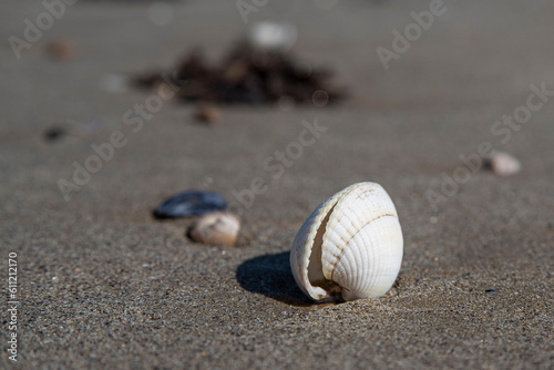 Fototapeta Naklejka Na Ścianę i Meble -  A white shell planted in the sand on a beach in Brittany