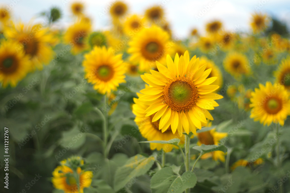 field of sunflowers in summer field of sunflowers in summer