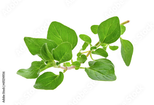 fresh oregano herb on transparent png photo