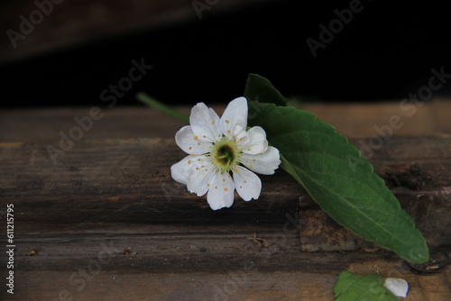 cherry blossom on wooden background