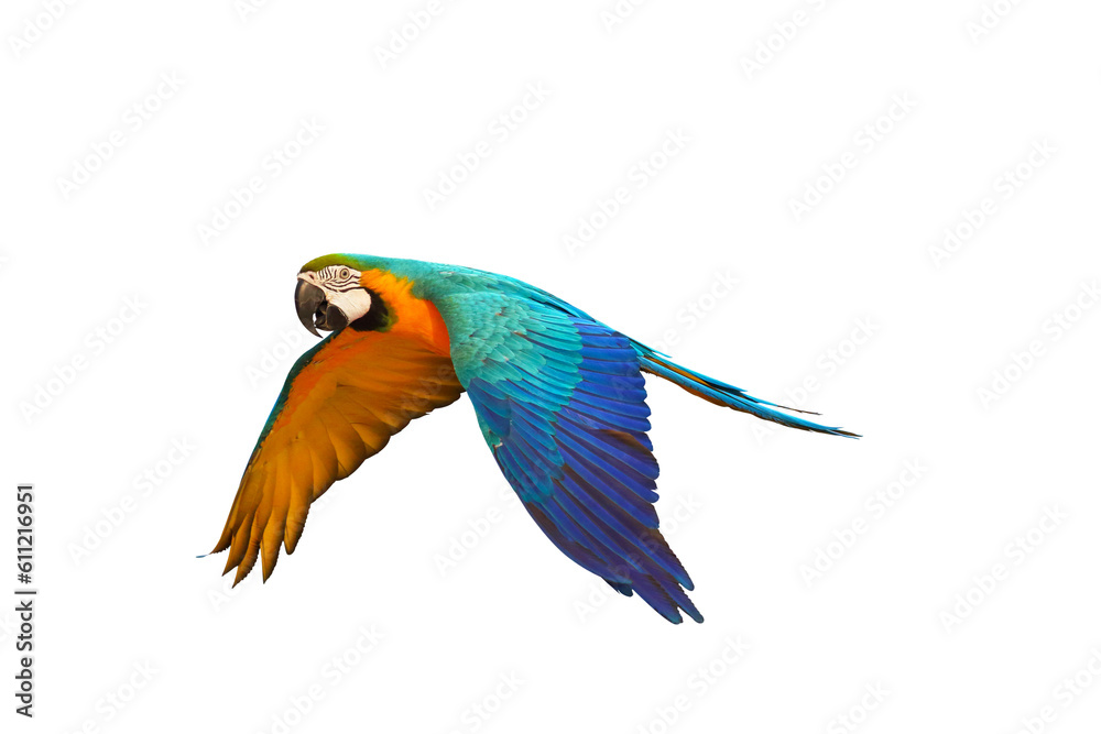 Fototapeta premium Colorful flying parrot isolated on transparent background png file