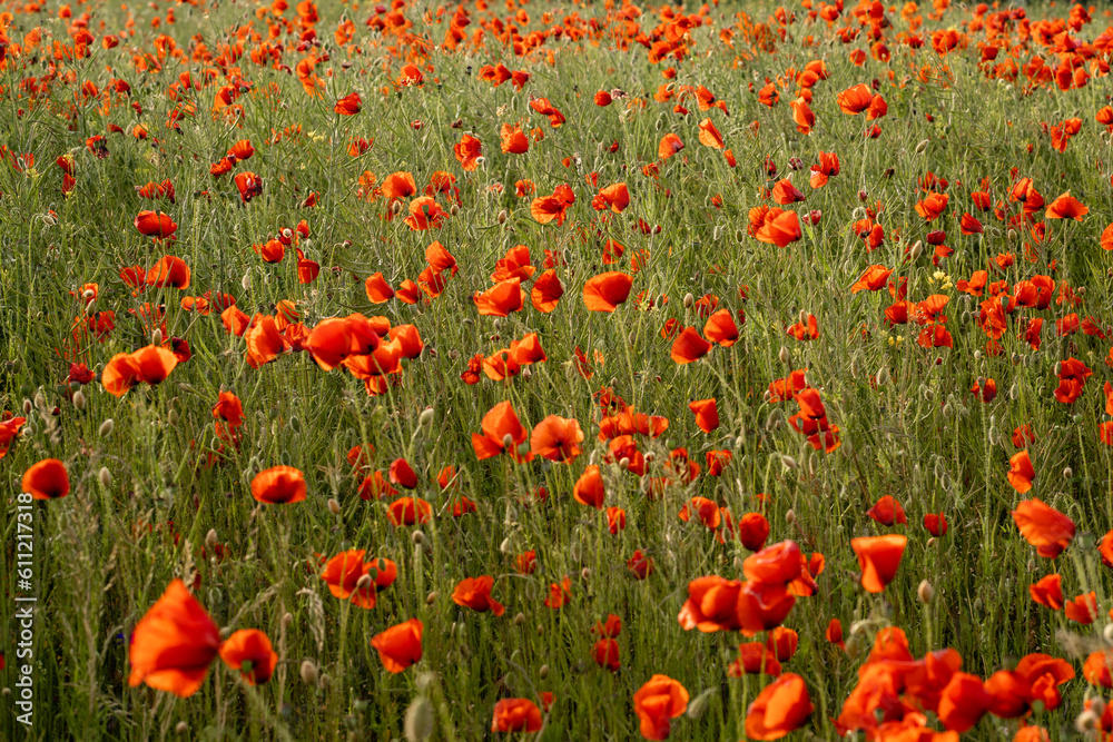 Fototapeta premium Pole makowe o zachodzie słońca