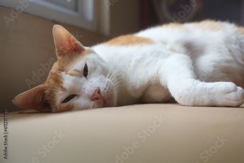 Ginger cat sleeping on wooden table lying on card board. Pet having nap at home
