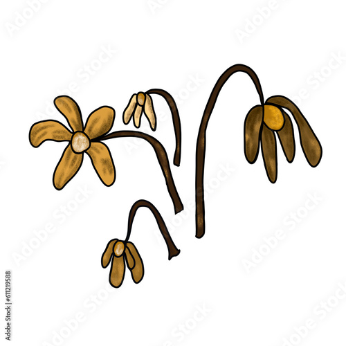 Withered  flower