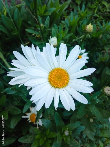 High angle view of Bellis perennis  commonly known as common daisy or lawn daisy