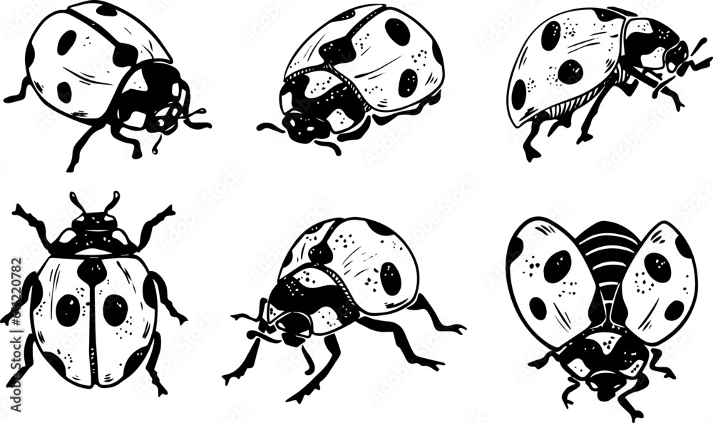 Sketch style six ladybug set illustration black lineart isolated on white background