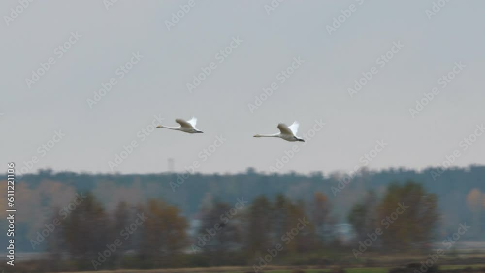 Migrating swans fly off in autumn landscape. Tracking shot. Migrating swans fly off in autumn landscape. Tracking shot.