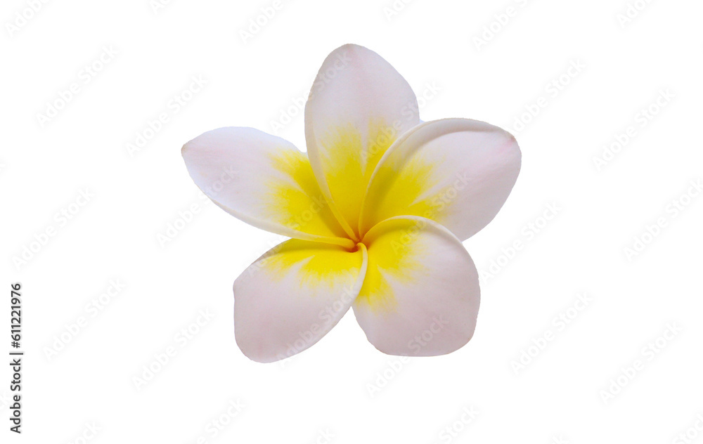 Naklejka premium Frangipani flower isolated on png background