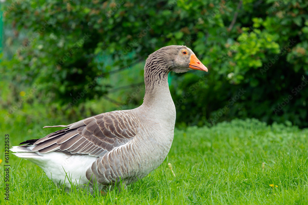 Greylag goose (Anser anser). Side view of single bird on grass Greylag goose (Anser anser). Side view of single bird on grass