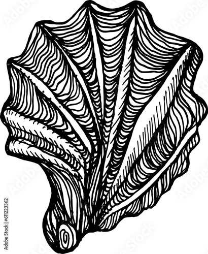 Hand drawn оyster illustration 