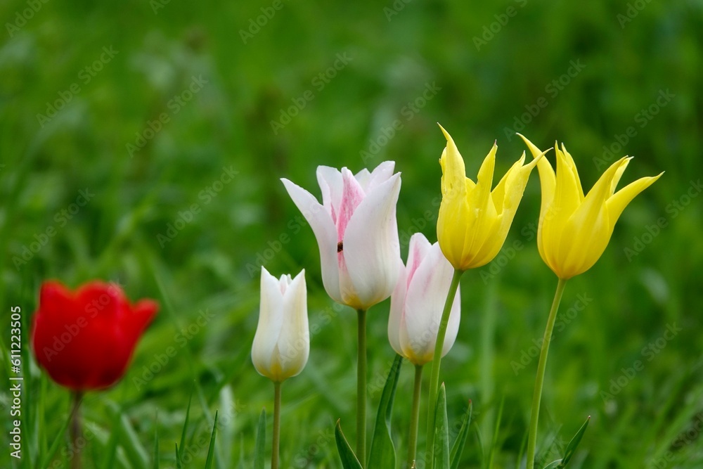 Detail of multicoloured tulip flowers of different varieties on a green background. Colourful tulip flowers. Spring and gardening concept. High quality photo
