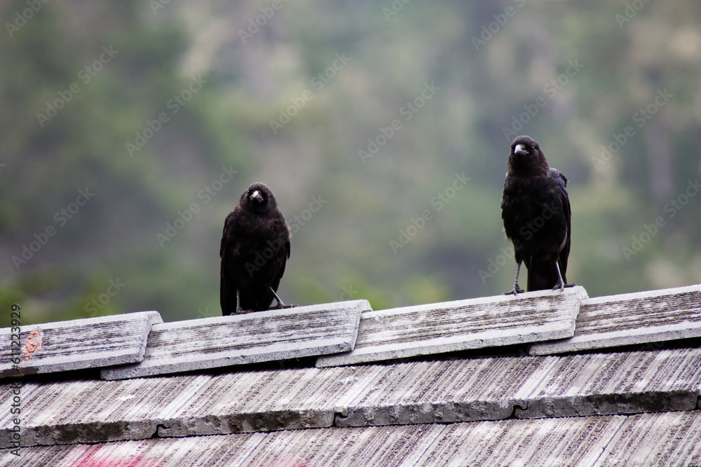 Obraz premium Two Black Birds Standing On Top Of Roof