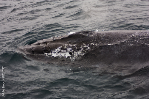 Humpback Whale Swimming In Monterey Bay California