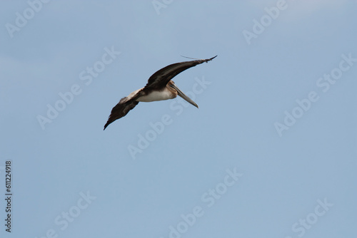 Lone Brown Pelican Flying In Blue Sky Wings Spread